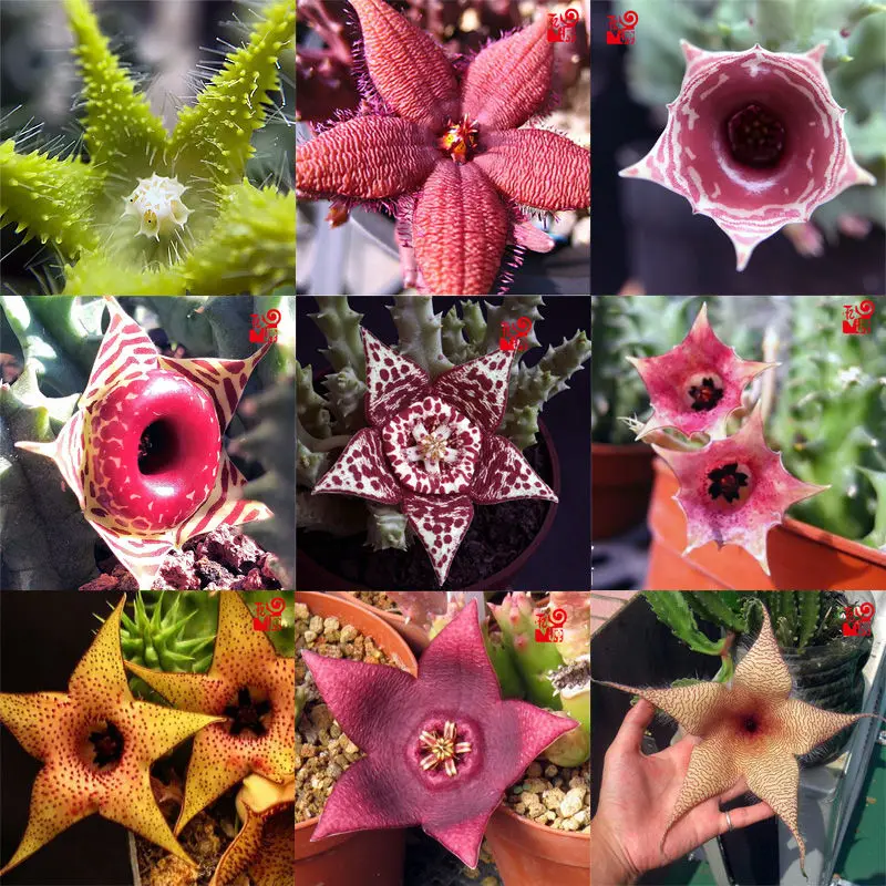 50 шт./упак. "Edithcolea-Jilongjiao / Dracula Simia Орхидея с лицом обезьяны Flower / Puya berteroniana / " - Semillas
50 шт./упак. "Edithcolea-Jilongjiao / Dracula Simia Орхидея с лицом обезьяны Flower / Puya berteroniana / " - Semillas