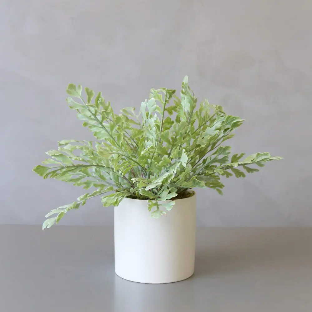Artificial Boston Fern In Ceramic Pot Artificial Asparagus Fern Grass Shrub Home Office Green Decorative Plant for Home Office
Artificial Boston Fern In Ceramic Pot Artificial Asparagus Fern Grass Shrub Home Office Green Decorative Plant for Home Office