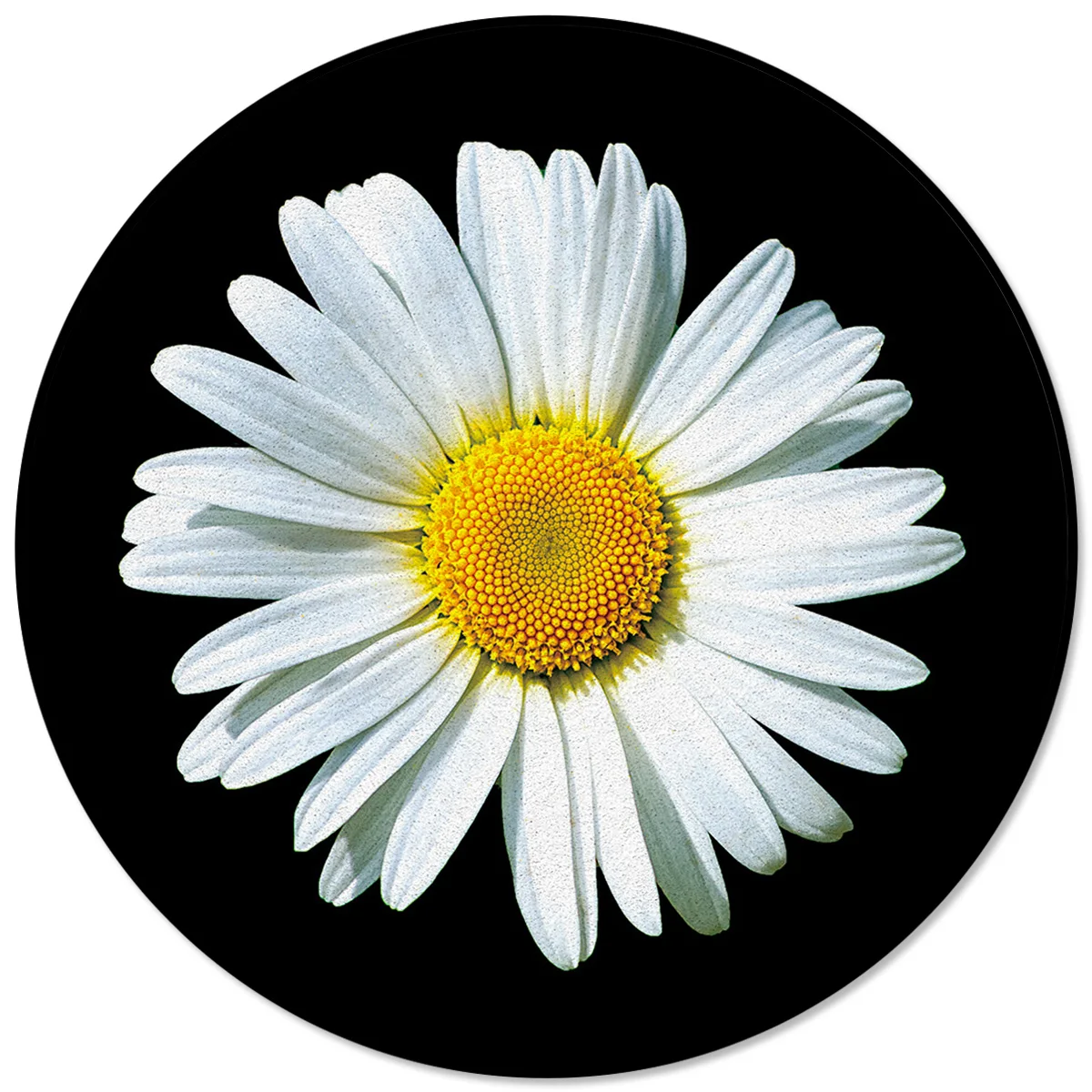 Flower White Daisy Black Living Room Rug Large Carpets For Bed Room Rugs And Carpets For Home Living Room Bedroom Decor
Flower White Daisy Black Living Room Rug Large Carpets For Bed Room Rugs And Carpets For Home Living Room Bedroom Decor