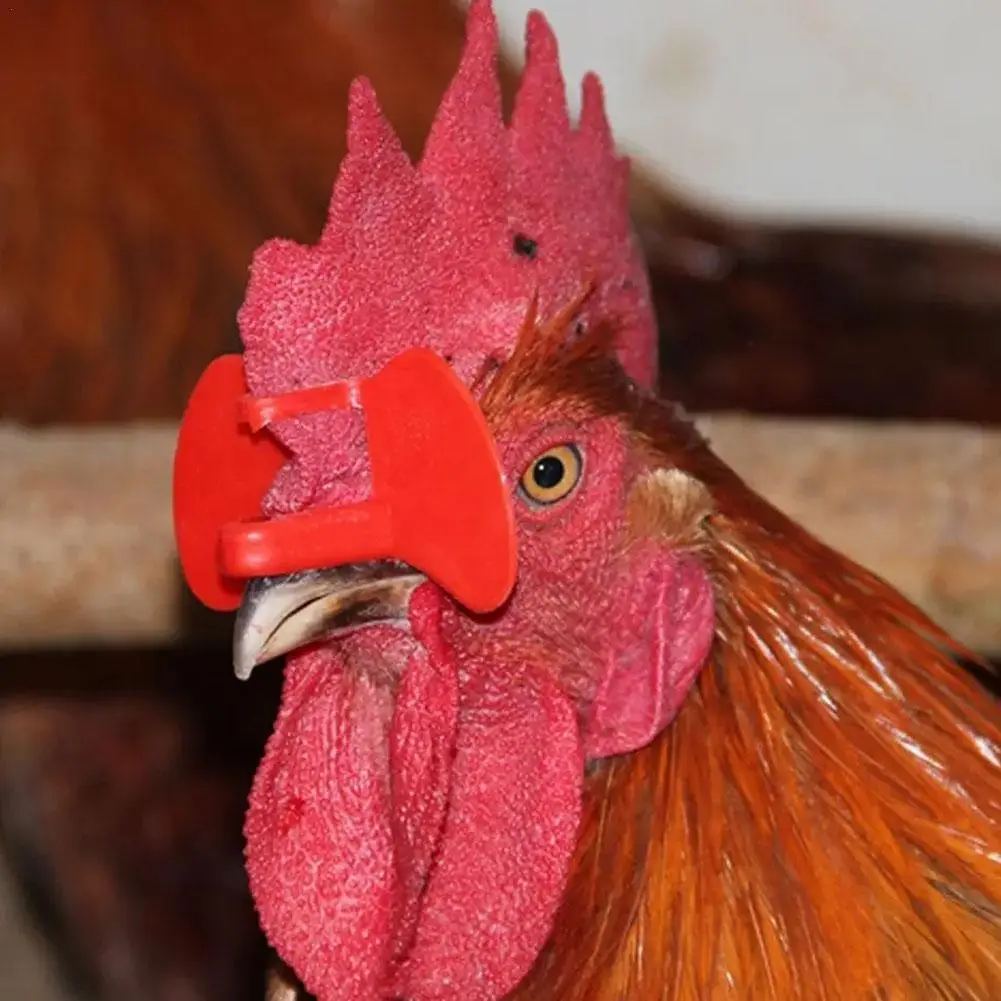 100Pcs Plastic No Bolt Chicken Glasses Chicken Pigeon Pheasant Anti-pecking Glasses Poultry Supplies Wholesale
100Pcs Plastic No Bolt Chicken Glasses Chicken Pigeon Pheasant Anti-pecking Glasses Poultry Supplies Wholesale