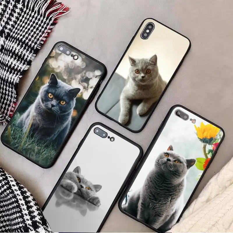 British Shorthair cat cute animal Phone Case Tempered glass For iphone 11 12 13 PRO MAX mini 6 7 8 plus X XS XR
British Shorthair cat cute animal Phone Case Tempered glass For iphone 11 12 13 PRO MAX mini 6 7 8 plus X XS XR