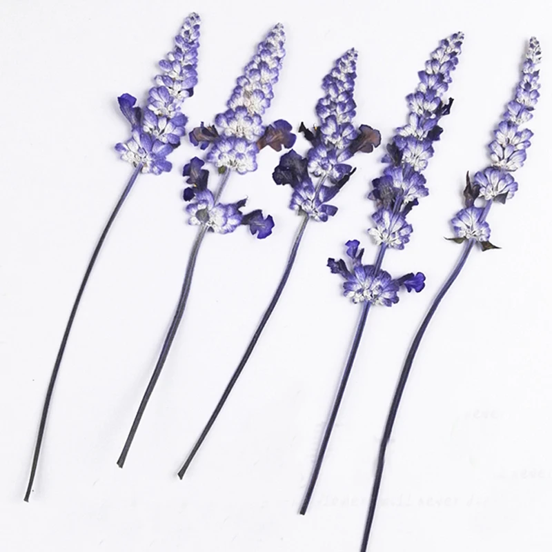 1000 шт., оригинальные цветные распродажи на стеблях, высушенные прессованные Цветочные листья для украшения стекла, бесплатная доставка 
1000 шт., оригинальные цветные распродажи на стеблях, высушенные прессованные Цветочные листья для украшения стекла, бесплатная доставка