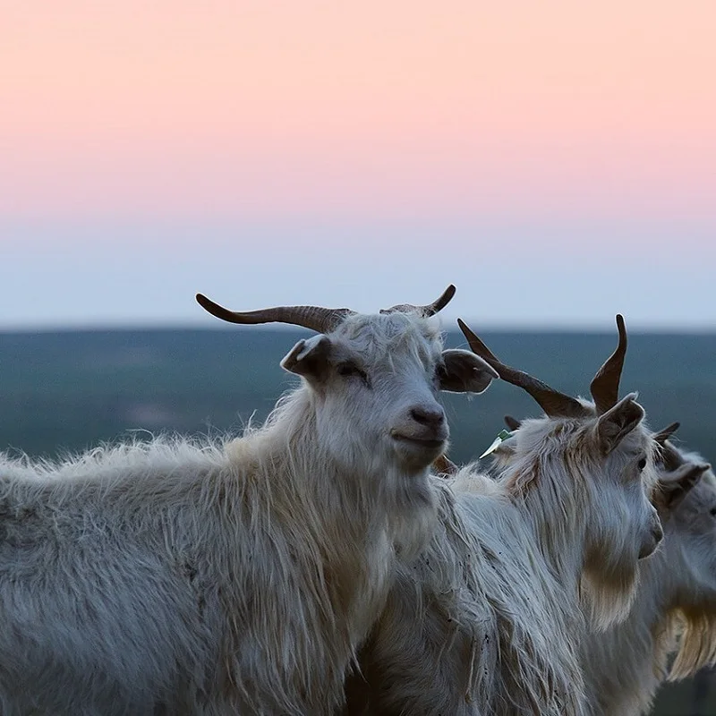 Не Возьмите специальные звенья
Не Возьмите специальные звенья