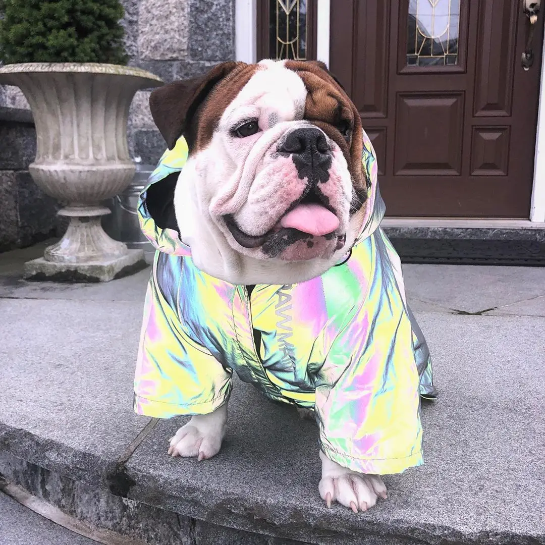 Spring Summer Reflective Dog Clothing Waterproof Soft To The Touch Designer Cats Dogs Jackets for Small Medium Large Dog Clothes
Spring Summer Reflective Dog Clothing Waterproof Soft To The Touch Designer Cats Dogs Jackets for Small Medium Large Dog Clothes