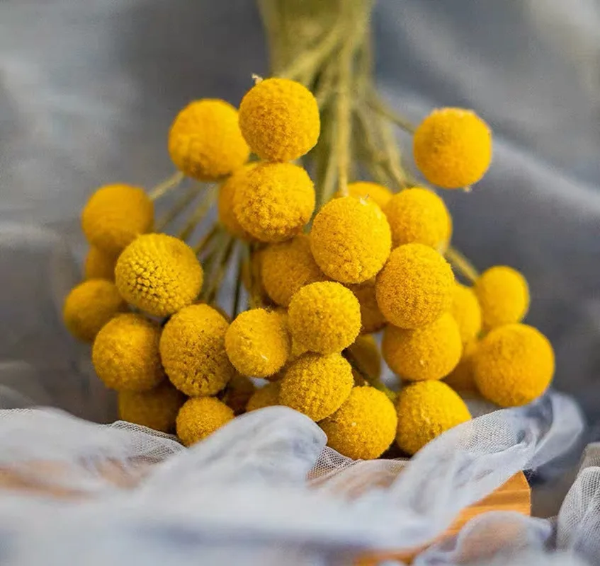 High Quality Natural Mini Preserved Golden Ball Dried Flowers Bouquet DIY Garden Decoration Outdoor Home Accessories Boho Decor
High Quality Natural Mini Preserved Golden Ball Dried Flowers Bouquet DIY Garden Decoration Outdoor Home Accessories Boho Decor