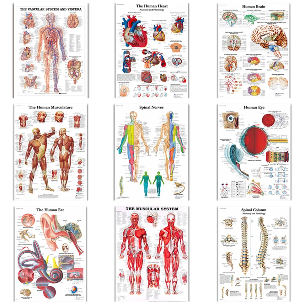 Мышечная система, искусство, анатомическая картина, шелковая Живопись, Настенная картина для медицинского образования, украшение для дома 
Мышечная система, искусство, анатомическая картина, шелковая Живопись, Настенная картина для медицинского образования, украшение для дома