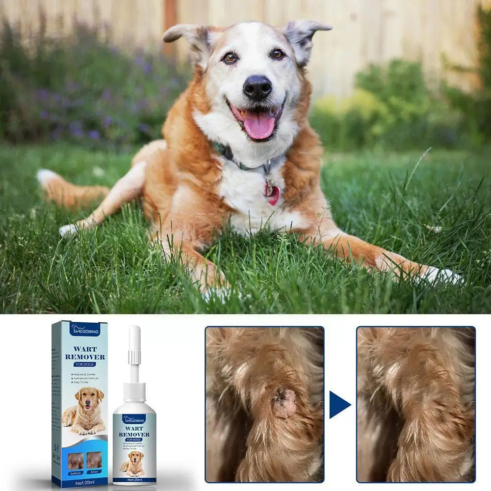 20ml Dog Wart Remover Natural Dog Skin Tags Dog Wart Removal Treatment Against Moles Warts Remover Liquid For Dog I9z4
20ml Dog Wart Remover Natural Dog Skin Tags Dog Wart Removal Treatment Against Moles Warts Remover Liquid For Dog I9z4