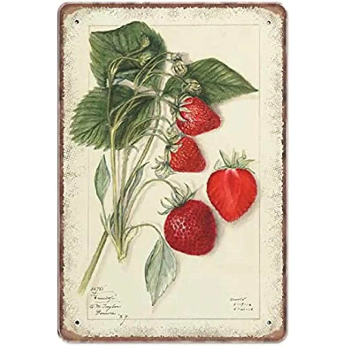 

New Metal Tin Sign Vintage Strawberry Botanical Mary Daisy Arnold Restarant Antique Theme Plaqu Mm for Home, Living Room
