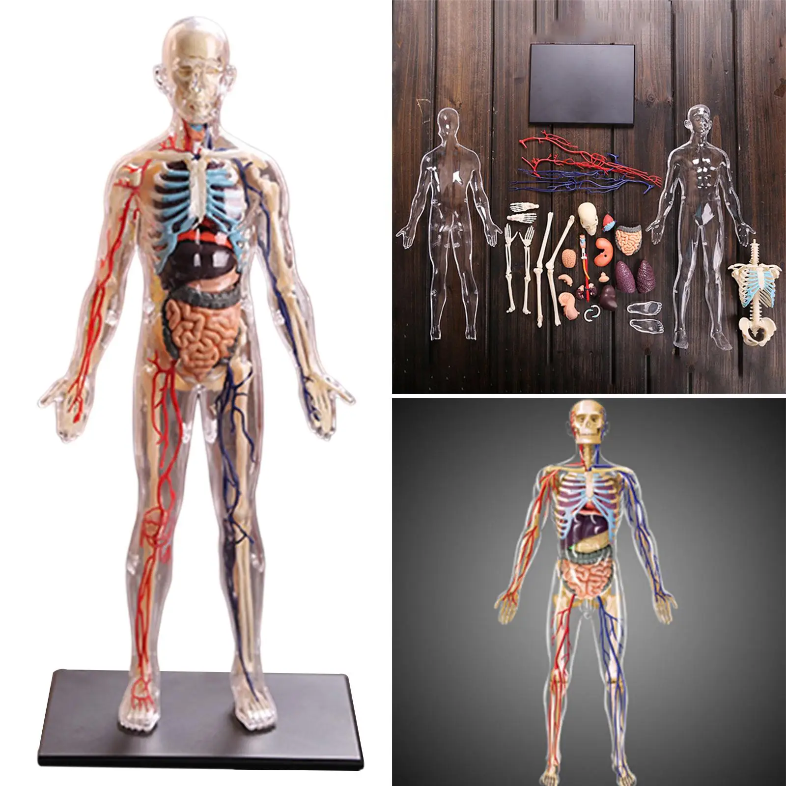 4D Assembled Anatomy Model Teaching Tools Educational Science Supply
4D Assembled Anatomy Model Teaching Tools Educational Science Supply