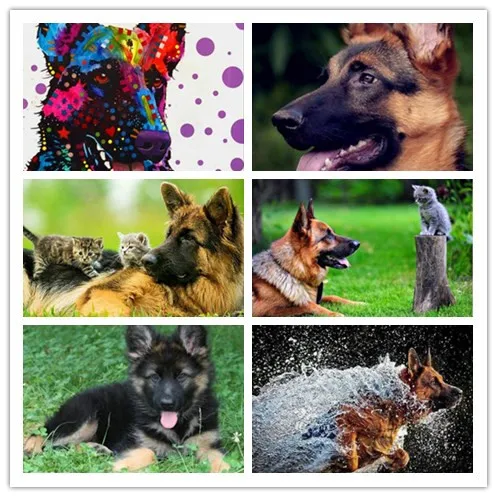Full Square Diamond painting Cross stitch German Shepherd 5D DIY Diamond embroidery Dog Full Round sale Diamond mosaic Animal
Full Square Diamond painting Cross stitch German Shepherd 5D DIY Diamond embroidery Dog Full Round sale Diamond mosaic Animal