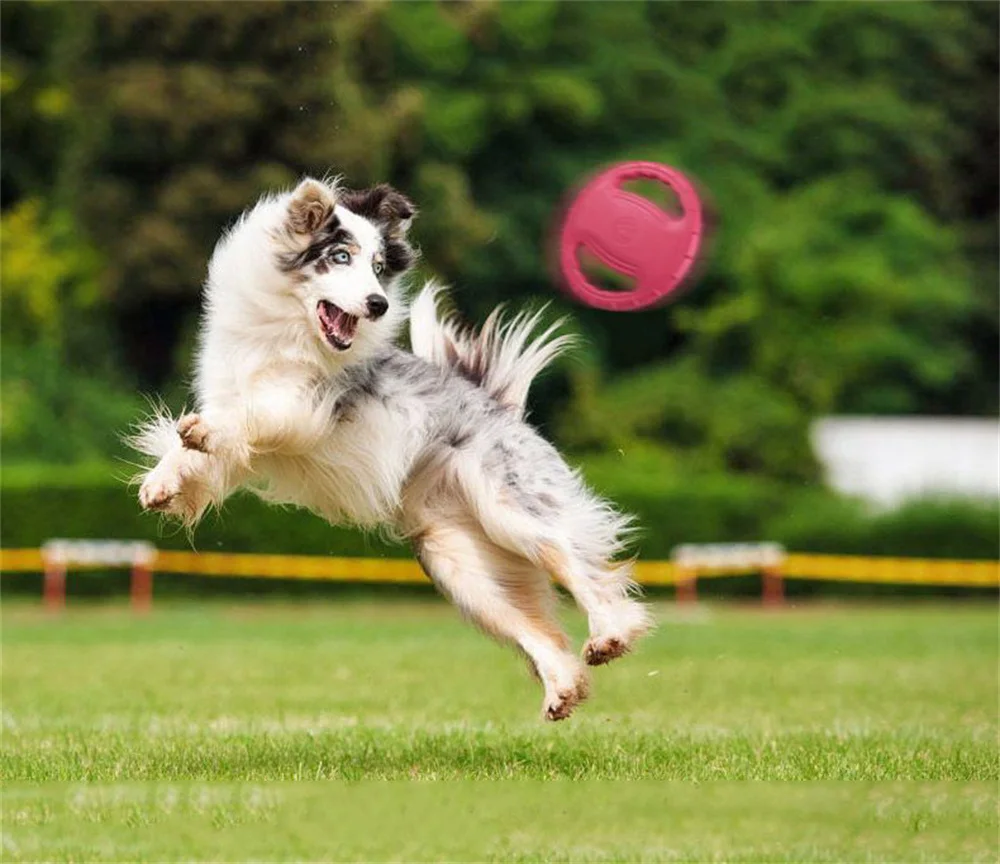 Dog Flying Saucer Edge Grazing Toys Golden Hair Pet Flying Saucer Training Boredom Dog Supplies Bite-resistant Grinding Teeth.
Dog Flying Saucer Edge Grazing Toys Golden Hair Pet Flying Saucer Training Boredom Dog Supplies Bite-resistant Grinding Teeth.