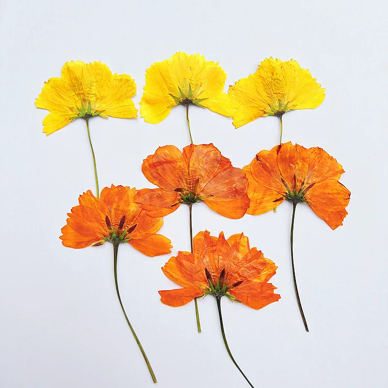 60pcs Pressed Dried Flower Side Cosmos Sulphureus Plants Herbarium For Makeup Jewelry Postcard Invitation Card Phone Case DIY
60pcs Pressed Dried Flower Side Cosmos Sulphureus Plants Herbarium For Makeup Jewelry Postcard Invitation Card Phone Case DIY
