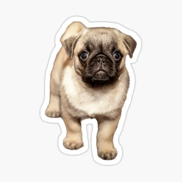 Pug Baby Type Dog Sticker Car Auto Bonding 17CM A3 
Pug Baby Type Dog Sticker Car Auto Bonding 17CM A3