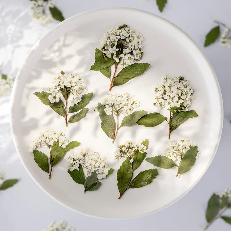 500pcs Plum Blossom Pressed Flower For Resin Spiraea Vanhouttei Dried Flower For DIY Phone Cover Jewelry Canlde Soap Scrapbook
500pcs Plum Blossom Pressed Flower For Resin Spiraea Vanhouttei Dried Flower For DIY Phone Cover Jewelry Canlde Soap Scrapbook