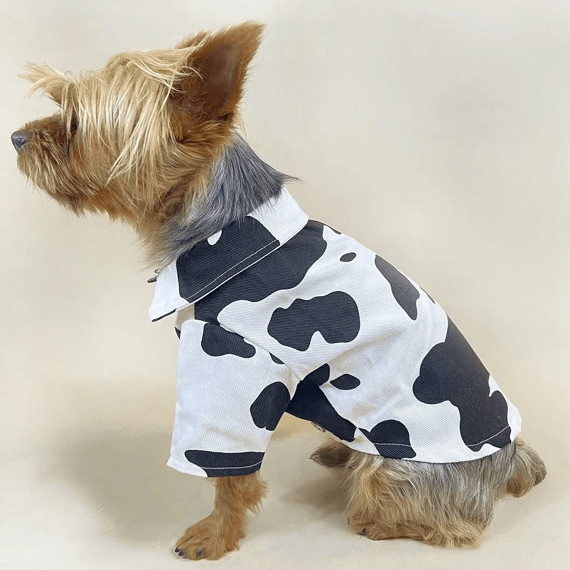 Small Dog Shirt Autumn Spring Cat Fashion Cartoon Clothes Pet Cute Desinger Jacket Puppy Cardigan Chihuahua Pomeranian Poodle
Small Dog Shirt Autumn Spring Cat Fashion Cartoon Clothes Pet Cute Desinger Jacket Puppy Cardigan Chihuahua Pomeranian Poodle