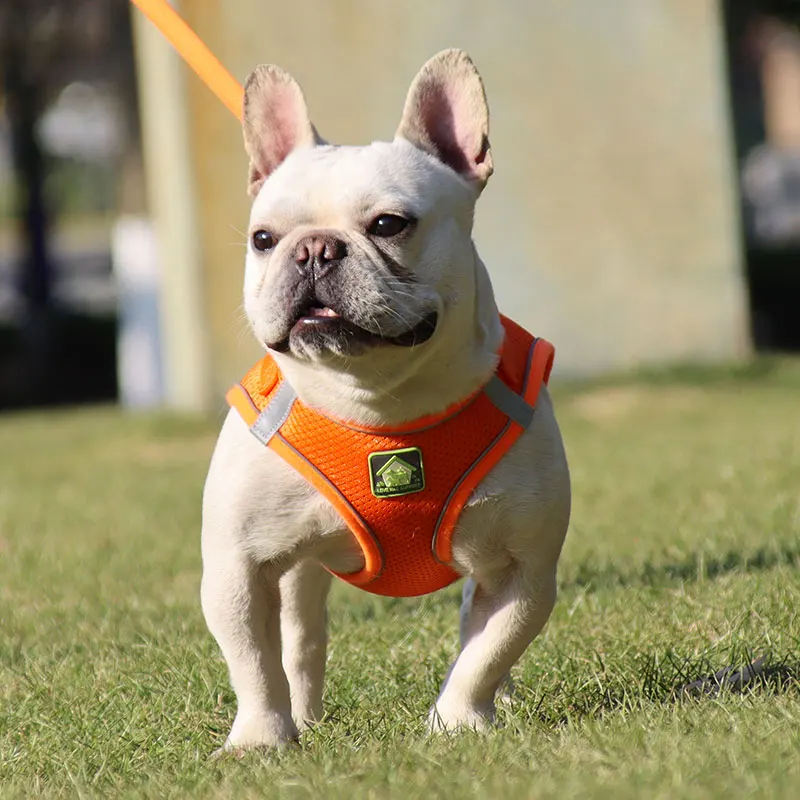 Dog Leash Harness Accessories Medium For Pet Supplies Chain Small Breeds Straps Adjustable Cat Collar Puppy And Set Stuff Goods 
Dog Leash Harness Accessories Medium For Pet Supplies Chain Small Breeds Straps Adjustable Cat Collar Puppy And Set Stuff Goods