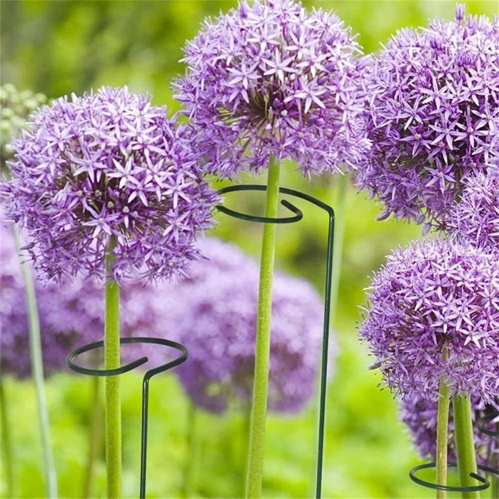 5 Pieces Climbing Potted Plant Support Sticks Indoor Outdoor Trellis Sunflower Vegetables Stem Training Guide Racks Household
5 Pieces Climbing Potted Plant Support Sticks Indoor Outdoor Trellis Sunflower Vegetables Stem Training Guide Racks Household