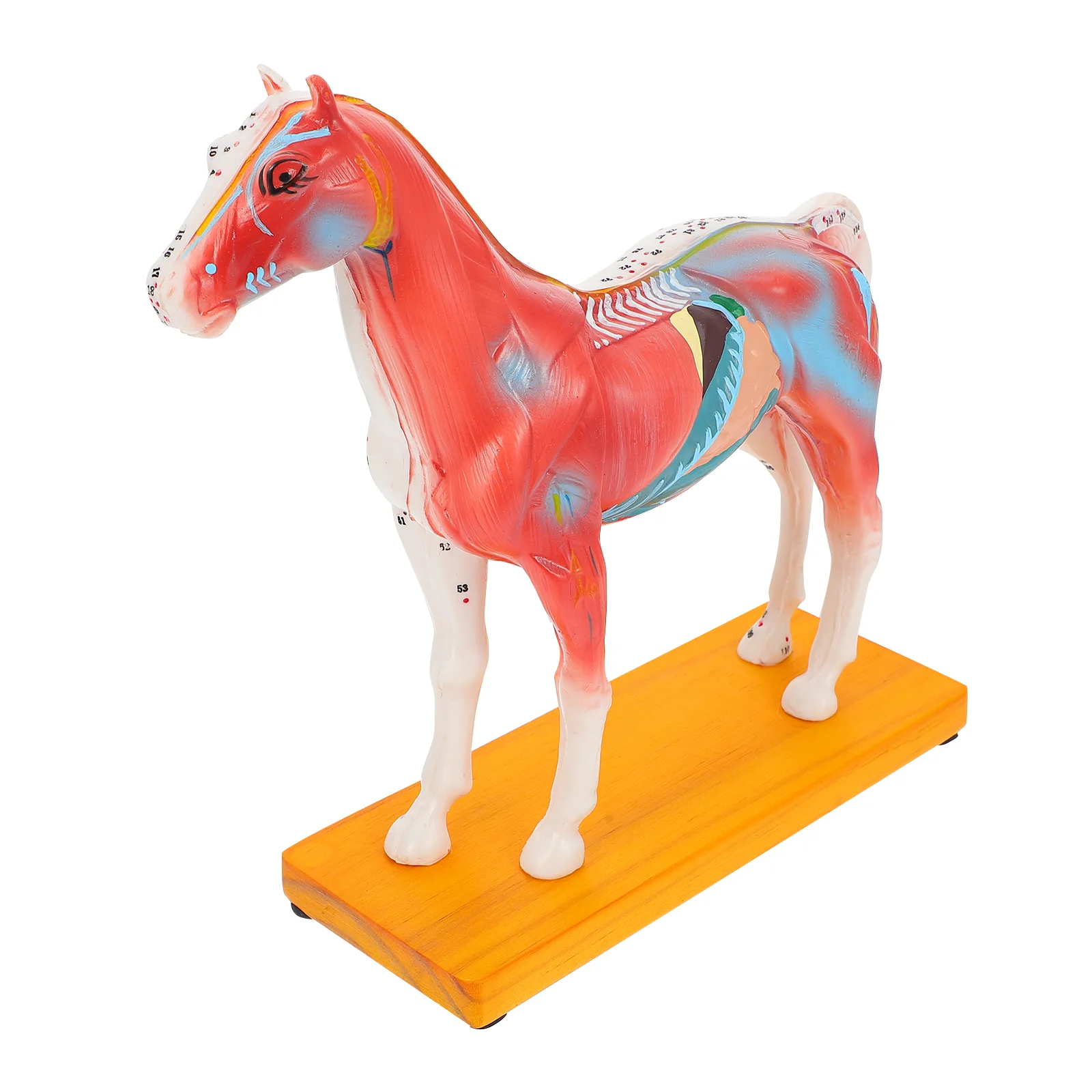 Horse Body Acupuncture Model Animal Acupuncture Point Mode for School Teaching Tool
Horse Body Acupuncture Model Animal Acupuncture Point Mode for School Teaching Tool
