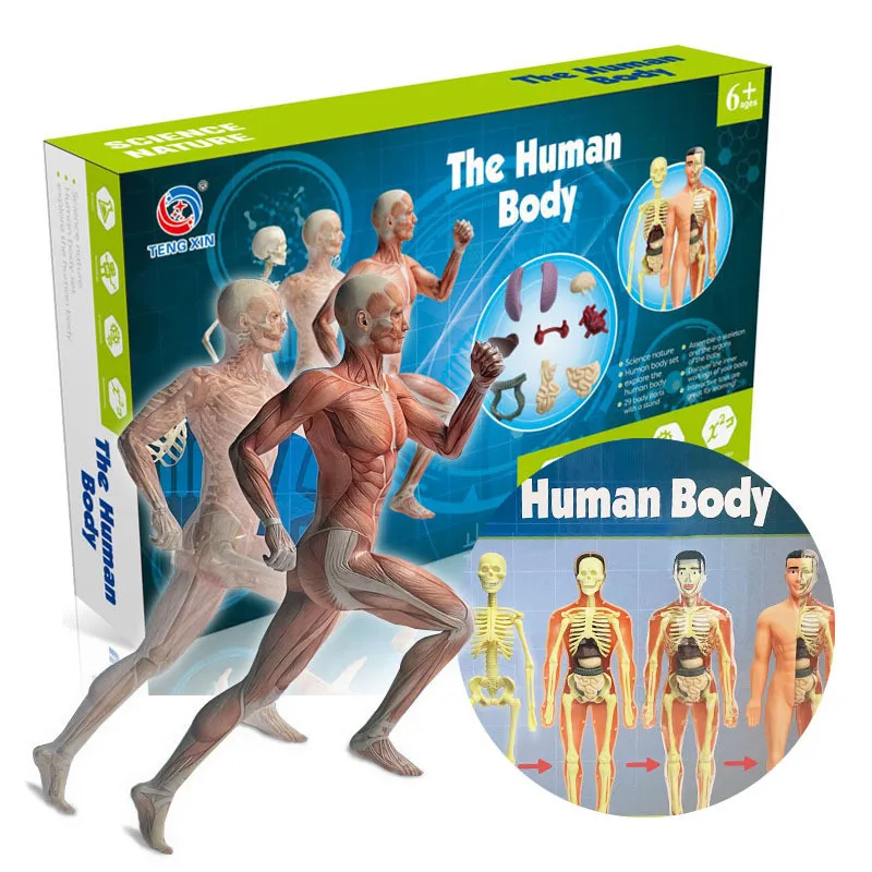 New Human Torso Body Model Anatomy Anatomical Internal Organs For Teaching Early Education Human Toy
New Human Torso Body Model Anatomy Anatomical Internal Organs For Teaching Early Education Human Toy