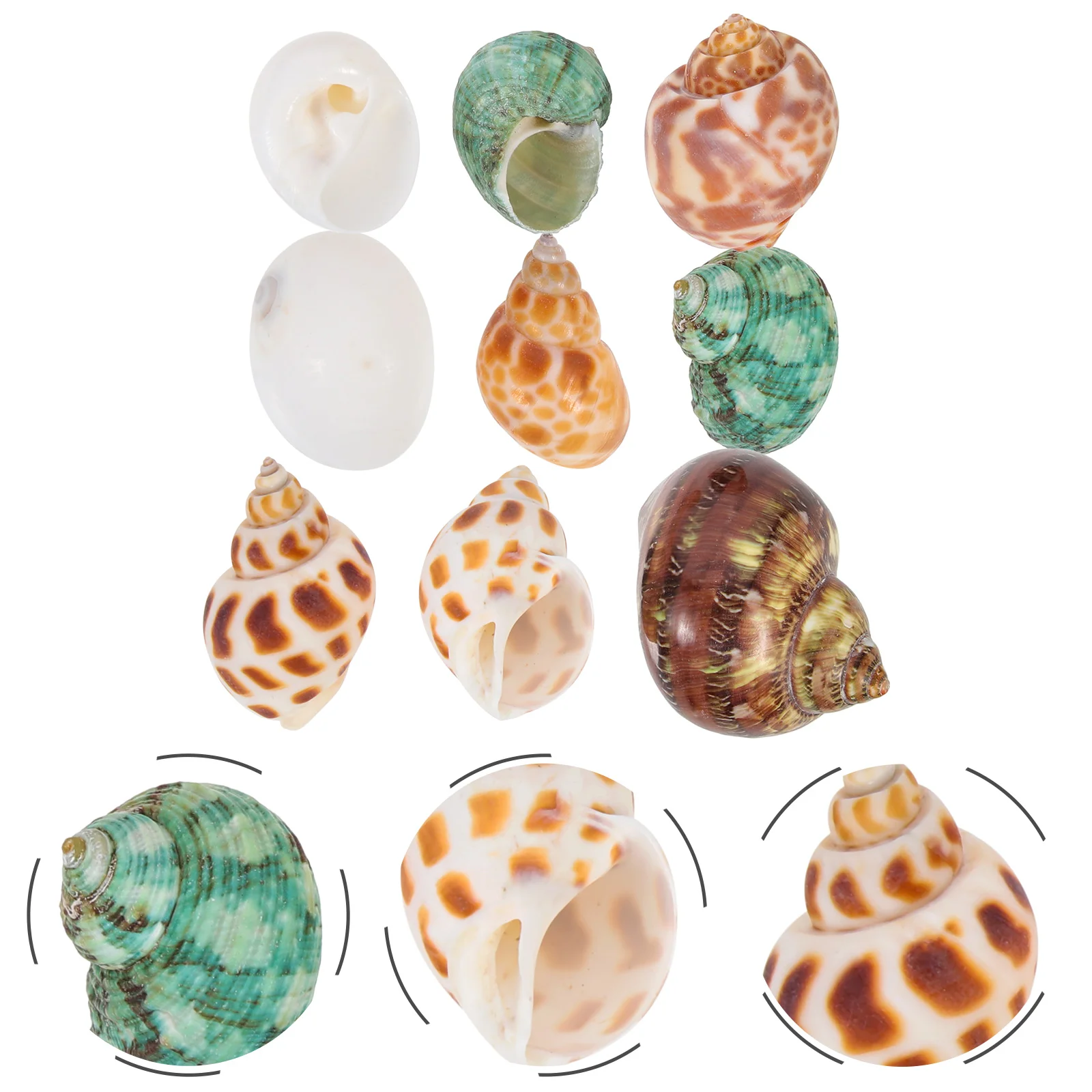 Hermit Conch Crab Shells Fish Tank Natural Shell Aquarium Ocean Seashell Largeornament House Statues Decoration Collectors
Hermit Conch Crab Shells Fish Tank Natural Shell Aquarium Ocean Seashell Largeornament House Statues Decoration Collectors