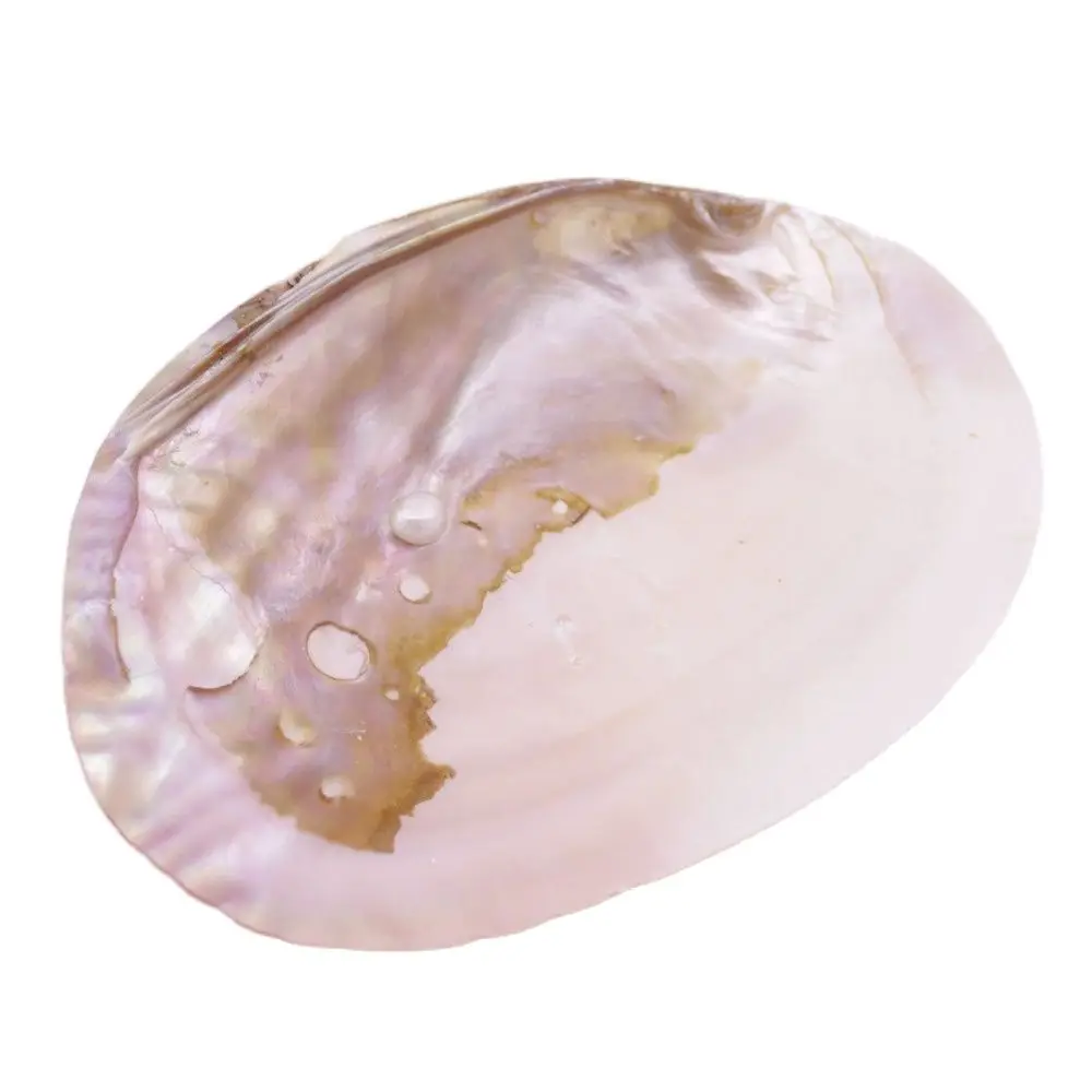 Natural Mother of Pearl Shell Clam Display Tray 11cmX16.5cm Collection 6.5" 1 PCS
Natural Mother of Pearl Shell Clam Display Tray 11cmX16.5cm Collection 6.5" 1 PCS