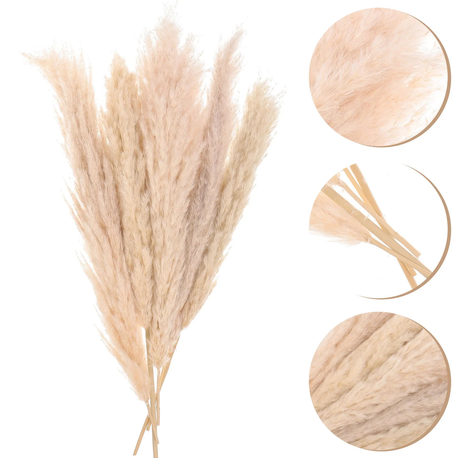 5 Pcs Bouquet Decor Dried Reed DIY Adorn Boho Plants Big Pampas Small Grass Home
5 Pcs Bouquet Decor Dried Reed DIY Adorn Boho Plants Big Pampas Small Grass Home