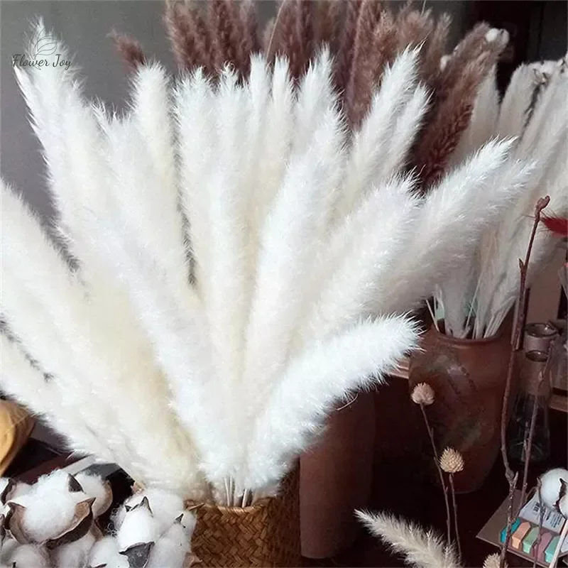 Natural Fluffy Pampas Dried Flowers White Small Reed Bouquet for Wedding Home Decor Party Autumn Halloween Christmas Decoration
Natural Fluffy Pampas Dried Flowers White Small Reed Bouquet for Wedding Home Decor Party Autumn Halloween Christmas Decoration