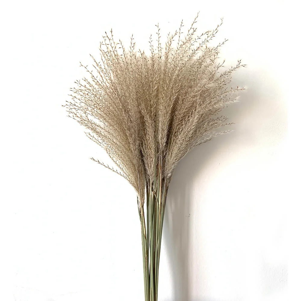 50/100pcs Real Dried Small Pampas Grass Wedding Flower Bunch Natural Plants Decor Home Decor Dried Flowers Phragmites Party Deco
50/100pcs Real Dried Small Pampas Grass Wedding Flower Bunch Natural Plants Decor Home Decor Dried Flowers Phragmites Party Deco