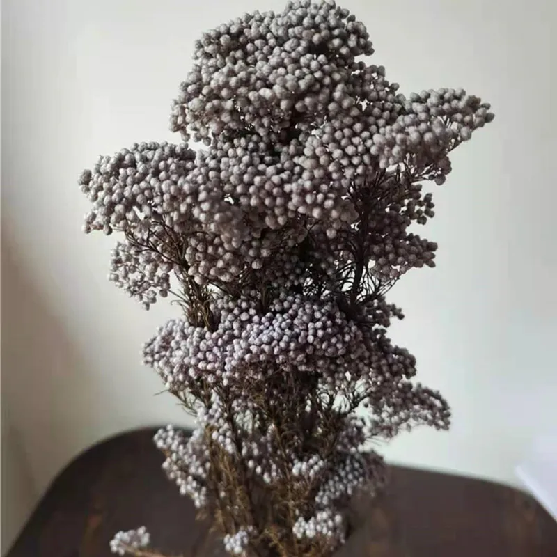50g Natural Millet Fruit Dried Flower Artificial Flowers Christmas Decorations 2022 Sunflower Cheap Items With Free Shipping
50g Natural Millet Fruit Dried Flower Artificial Flowers Christmas Decorations 2022 Sunflower Cheap Items With Free Shipping