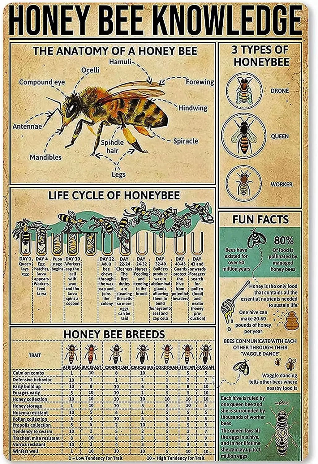 Honey Bee Knowledge Art Wall Decor Retro Metal Tin Signs Life Cycle Of Honeybee Printed Poster Farm Farmhouse School Cafe Living
Honey Bee Knowledge Art Wall Decor Retro Metal Tin Signs Life Cycle Of Honeybee Printed Poster Farm Farmhouse School Cafe Living