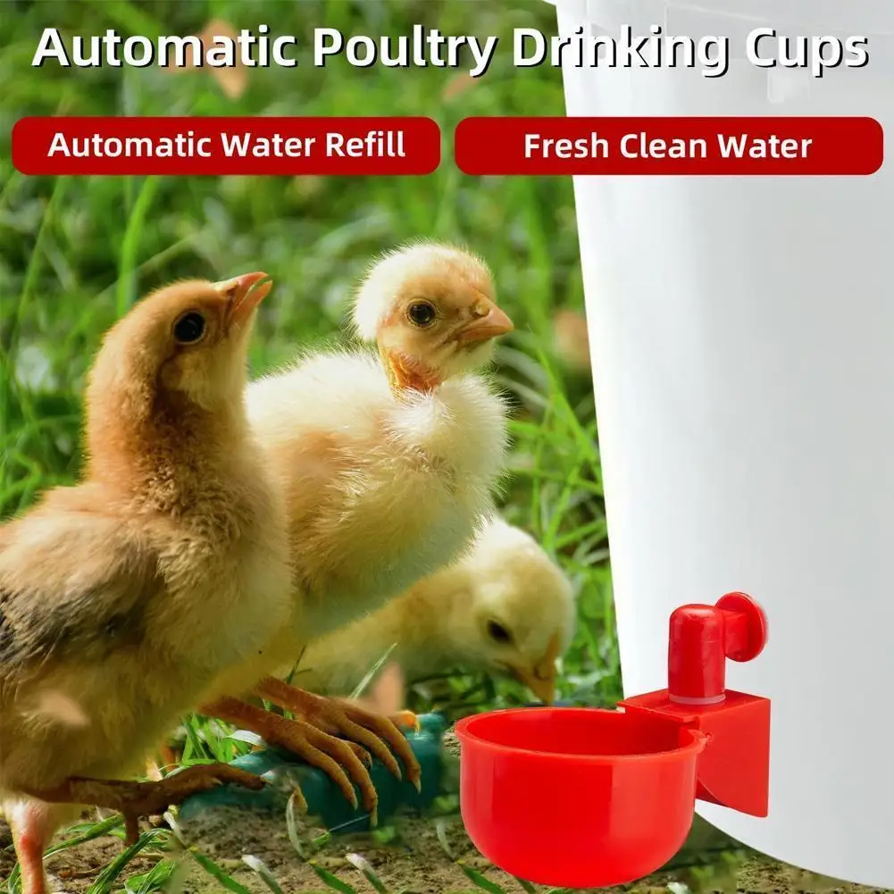 Automatic Chicken Drinker Quail Hanging Water Cup Nipple Drinking Bowls Feed Birds Water Bowl Drinker Cups For Backyard Pou H3u8
Automatic Chicken Drinker Quail Hanging Water Cup Nipple Drinking Bowls Feed Birds Water Bowl Drinker Cups For Backyard Pou H3u8