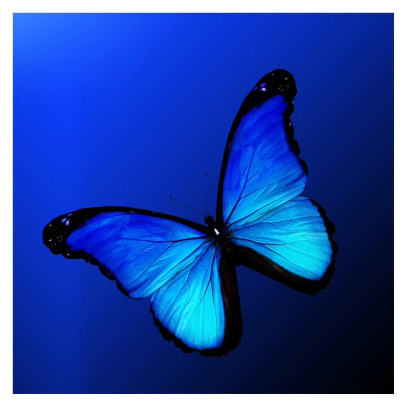 Diamond Painting Animal Blue Butterfly 5d Diy Mosaic Full Square Round Drill Diamant Of Rhinestone Daimond Embroidery Pictures
Diamond Painting Animal Blue Butterfly 5d Diy Mosaic Full Square Round Drill Diamant Of Rhinestone Daimond Embroidery Pictures
