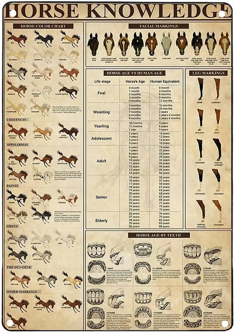 LindaFeeney Horse Knowledge Retro Metal Tin Sign Horse Color Chart Printing Poster Club Horse Farm Bar Cafe Living Room Kitchen
LindaFeeney Horse Knowledge Retro Metal Tin Sign Horse Color Chart Printing Poster Club Horse Farm Bar Cafe Living Room Kitchen