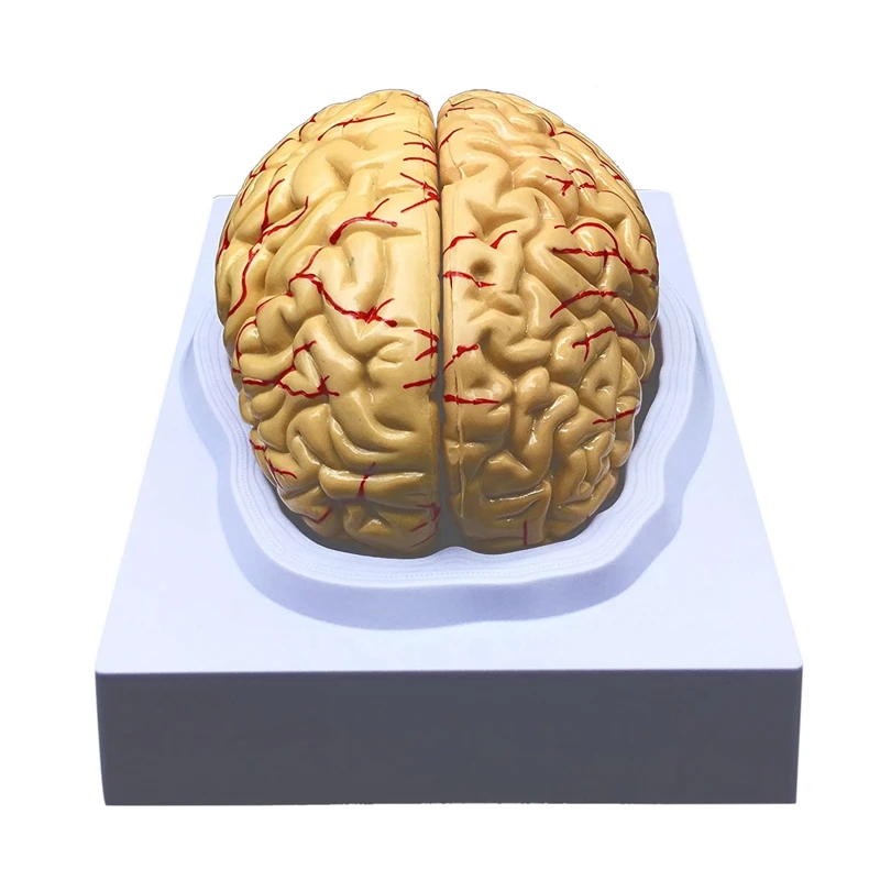 Human Brain Model, Anatomically Accurate Brain Model Life Size Human Brain Anatomy For Science Classroom Study Display
Human Brain Model, Anatomically Accurate Brain Model Life Size Human Brain Anatomy For Science Classroom Study Display