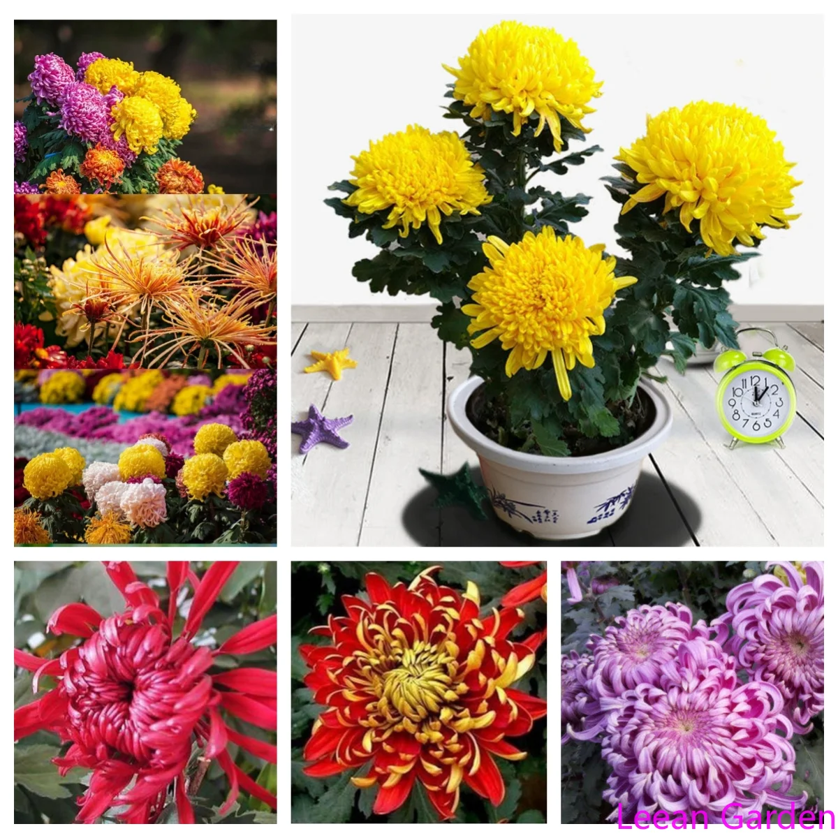 100 шт., Кукурузные хризантемы 
100 шт., Кукурузные хризантемы