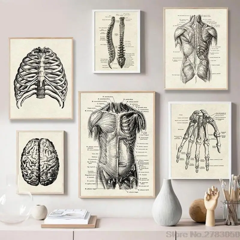 Винтажная картина человеческого искусства медицинская Настенная мышцы скелет