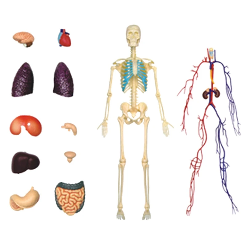 -Torso Human Body Model Education Internal Organs Model For Student Teaching Study Transparent Assembling Model
-Torso Human Body Model Education Internal Organs Model For Student Teaching Study Transparent Assembling Model