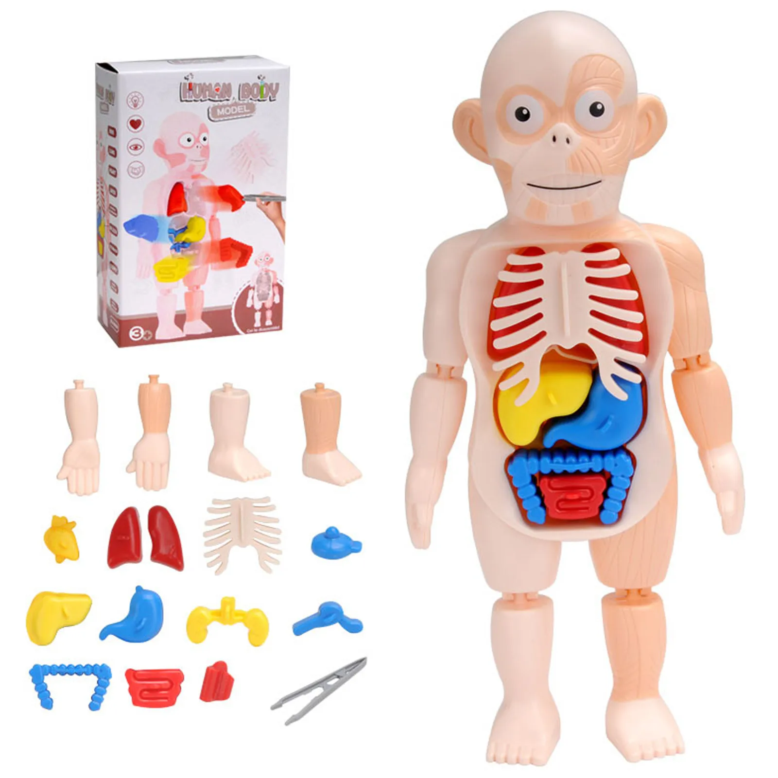 15pcs Human Body Anatomy Model Learning Educational 3D Puzzle Body Organ Assembled Toy Teaching Tool Kids STEAM Gift
15pcs Human Body Anatomy Model Learning Educational 3D Puzzle Body Organ Assembled Toy Teaching Tool Kids STEAM Gift