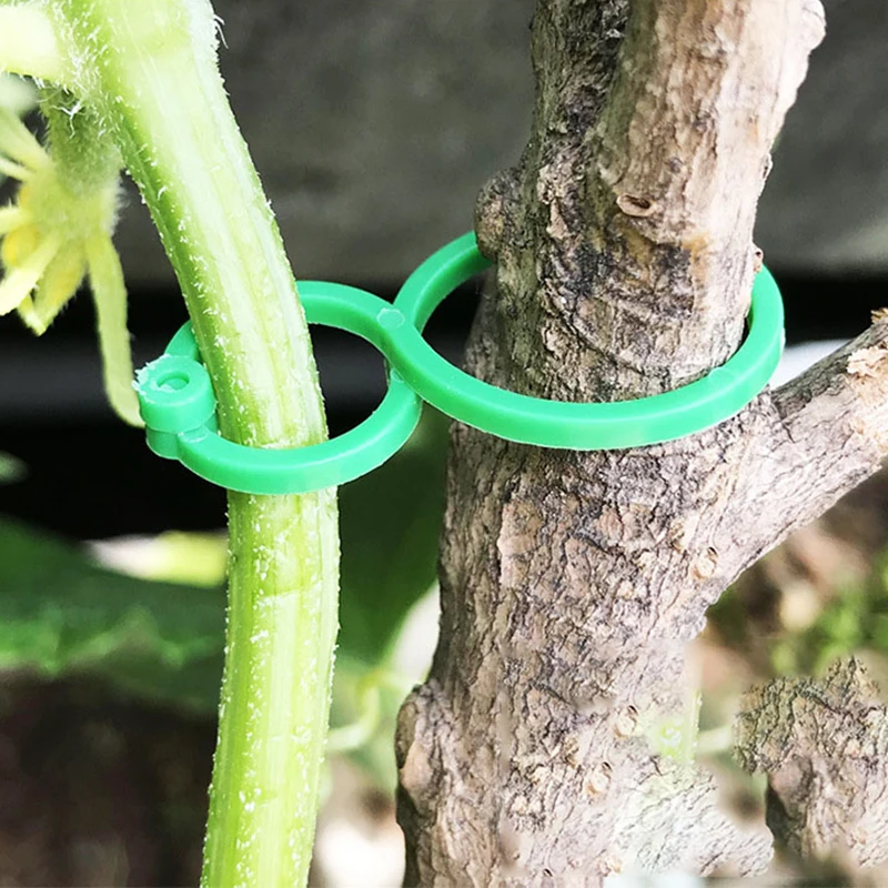 50/100pcs Garden Vine Strapping Clips Plant Bundled Buckle Ring Holder Tomato Garden Plant Stand Tool Garden Decor Accessories 
50/100pcs Garden Vine Strapping Clips Plant Bundled Buckle Ring Holder Tomato Garden Plant Stand Tool Garden Decor Accessories