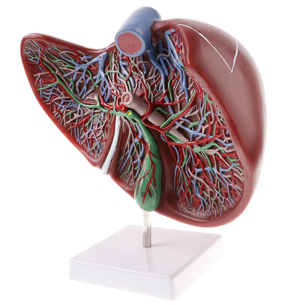 Magnified 1.5x Highly Detailed Human Liver Normal Model Educative Science Toy Learning Tool
Magnified 1.5x Highly Detailed Human Liver Normal Model Educative Science Toy Learning Tool