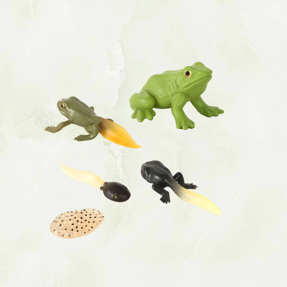 growth cycle, life growth cycle biological model, birthday gift for toddlers, early education and cognition
growth cycle, life growth cycle biological model, birthday gift for toddlers, early education and cognition