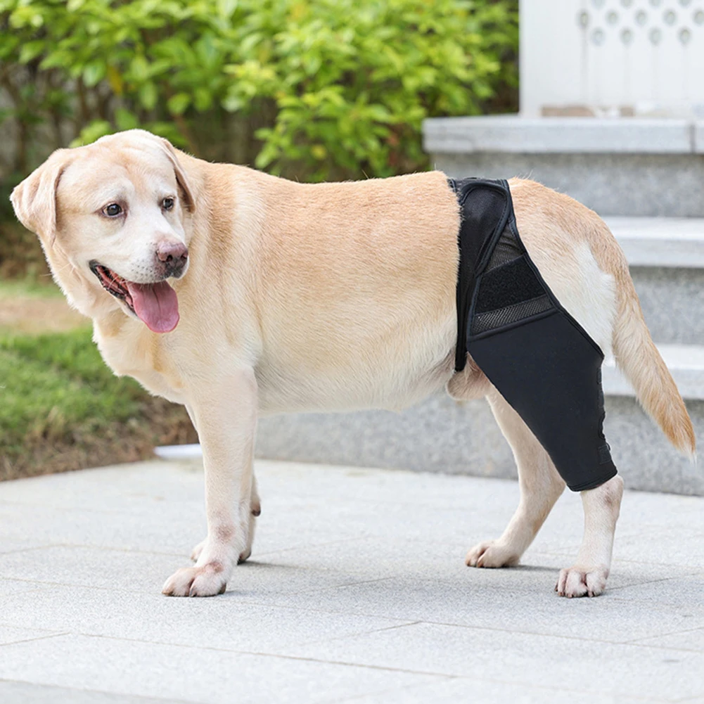 Dog for Right Left Leg Hock Joint Wrap Injury Recover Legs Protector Support for Reduces Inflammation Pain Tool
Dog for Right Left Leg Hock Joint Wrap Injury Recover Legs Protector Support for Reduces Inflammation Pain Tool