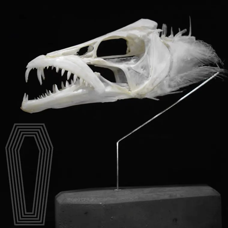 1 шт. Taxidermy, реальная рыба-значок, искусственная голова, шиньон, коллекция обучения (около 13 см)
1 шт. Taxidermy, реальная рыба-значок, искусственная голова, шиньон, коллекция обучения (около 13 см)