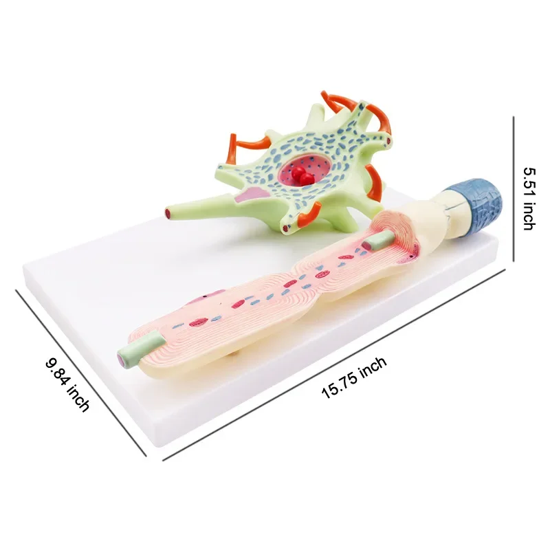 Модель клетки нейрона ZJMZYM
Модель клетки нейрона ZJMZYM