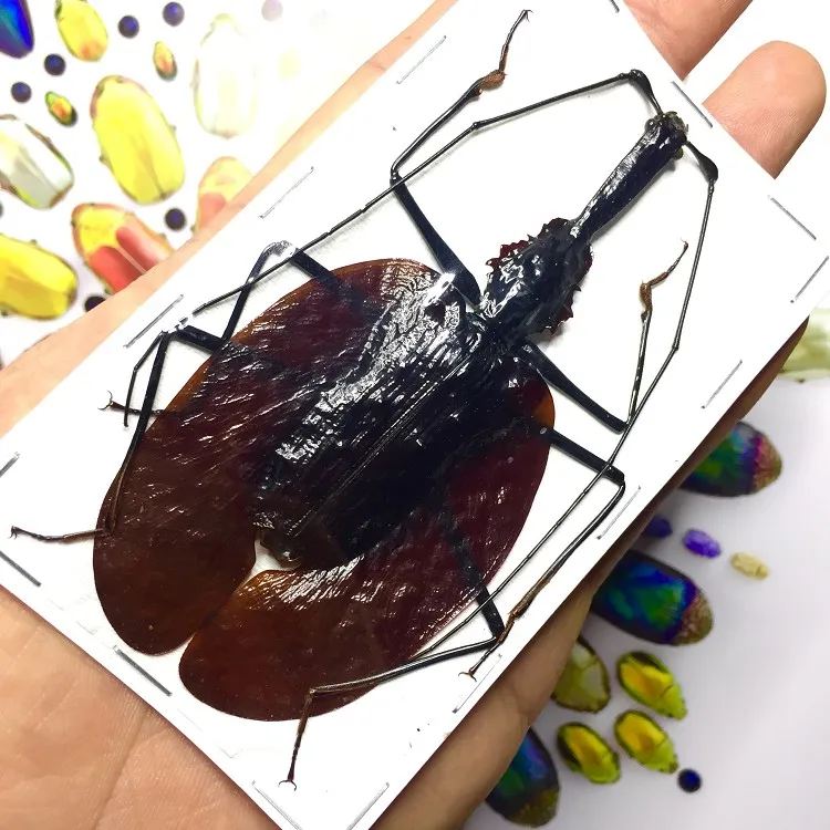 Specimen of fiddle beetle Mormolyce phyllodes Specimen of fiddle beetle home accessories desk decoration fairy garden
Specimen of fiddle beetle Mormolyce phyllodes Specimen of fiddle beetle home accessories desk decoration fairy garden