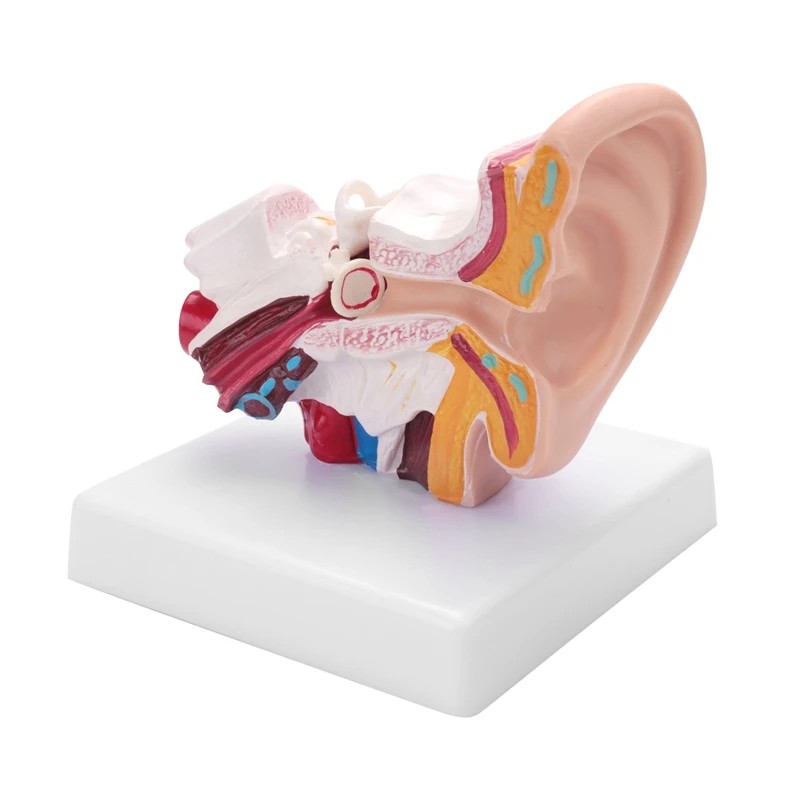 ABHU 1.5 Times Human Ear Anatomy Model Showing Organs Structure Of The Central And External Ears Teaching Supplies
ABHU 1.5 Times Human Ear Anatomy Model Showing Organs Structure Of The Central And External Ears Teaching Supplies