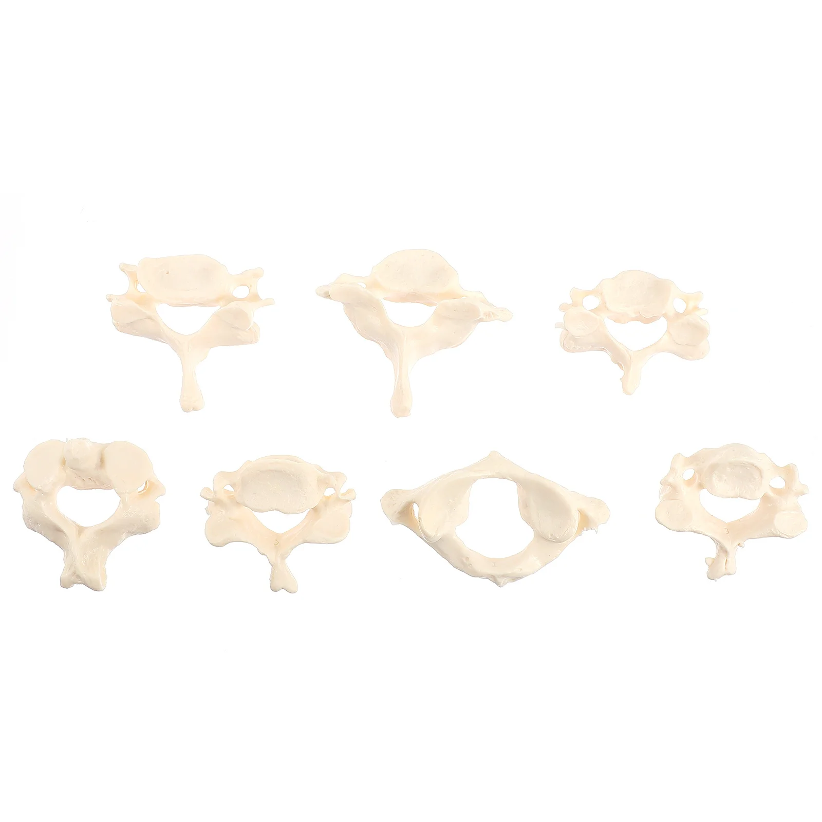 Model Spine Human Cervical Anatomical Vertebrae Cord Spinal Life Sizescientific Teaching Anatomy Tool Skeleton
Model Spine Human Cervical Anatomical Vertebrae Cord Spinal Life Sizescientific Teaching Anatomy Tool Skeleton