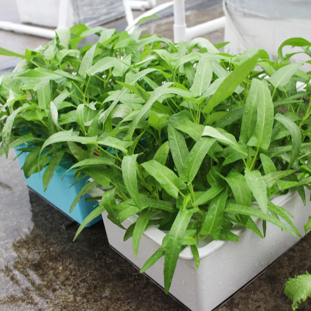 Indoor Hydroponics Growing System Kit 24 Holes Plant Site Set Seedling Vegetables Plant Cultivation Grow Box
Indoor Hydroponics Growing System Kit 24 Holes Plant Site Set Seedling Vegetables Plant Cultivation Grow Box