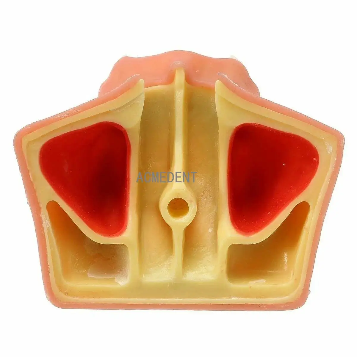 

2PCS Dental Model Lift Practice Teaching Teeth Models Upper Jaw Study Demonstration Tooth Implant Simulator Typodont Dentistry