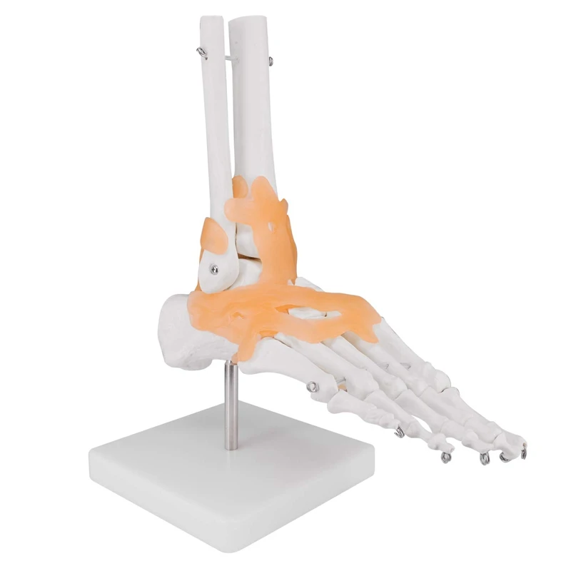 Human Foot Joint Model With Ligament 1:1 Scientific Life Size With Lightweight Plastic Base, Includes Anatomy Graph
Human Foot Joint Model With Ligament 1:1 Scientific Life Size With Lightweight Plastic Base, Includes Anatomy Graph